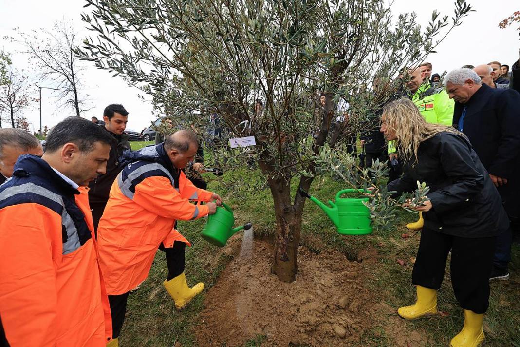 İstanbul'a 1111 'nefes' takviyesi yapıldı! Fıstık çamları ve zeytinler buluştu 1